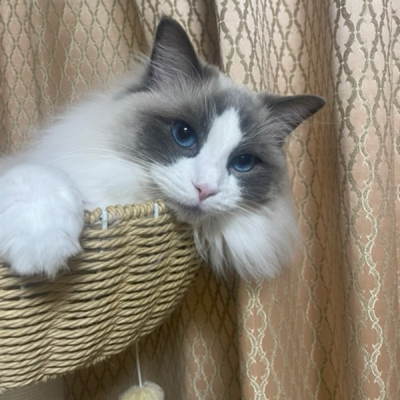 よしだ