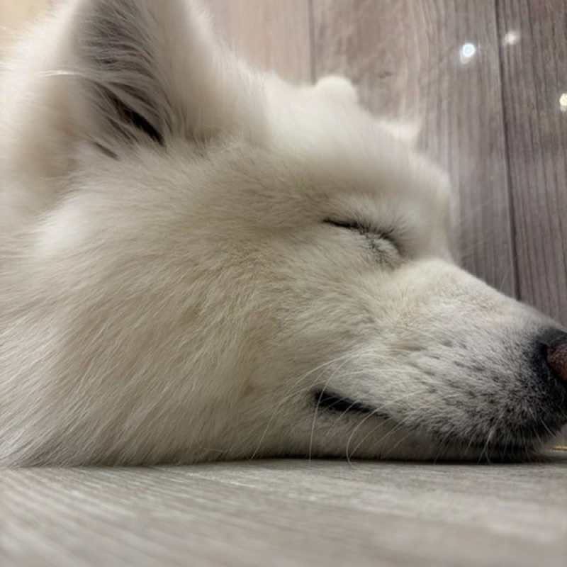 根木地　吏皇