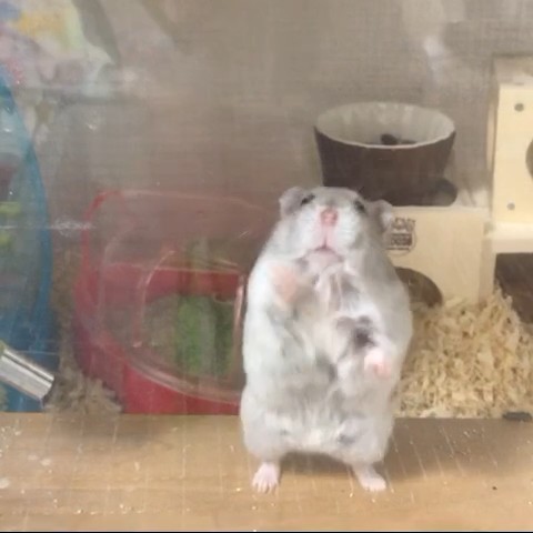 佳子