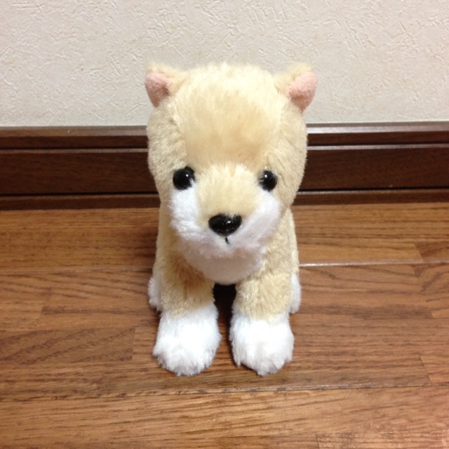 いずみ