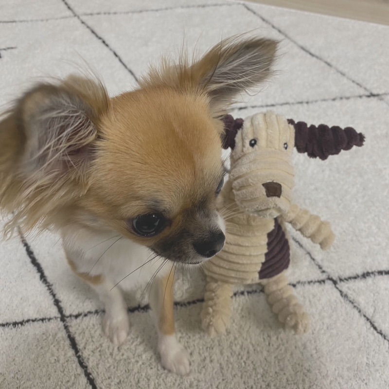 ちさと