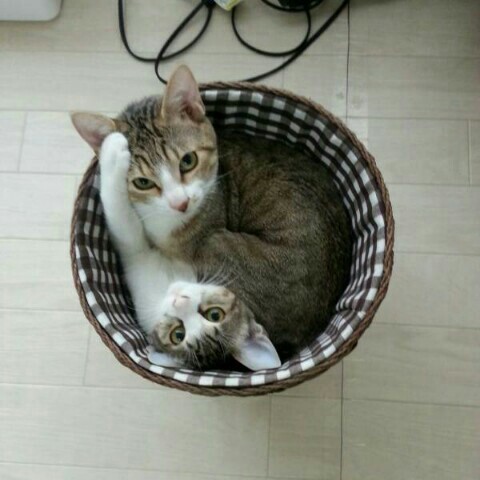倉林　絢