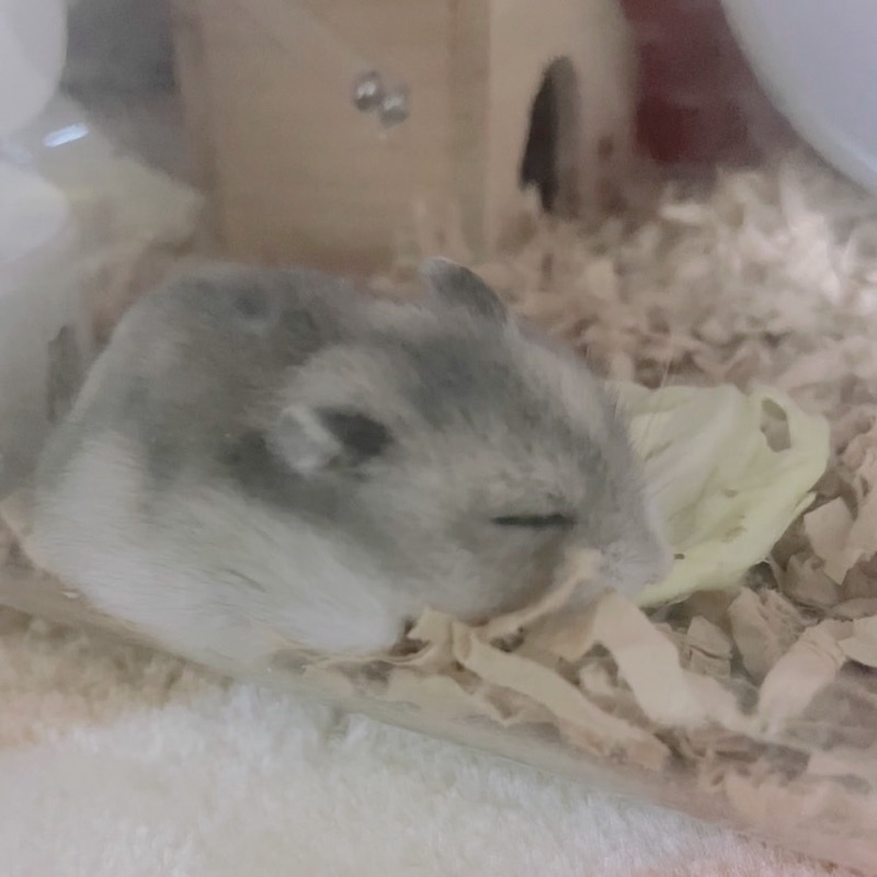 三澤汐音