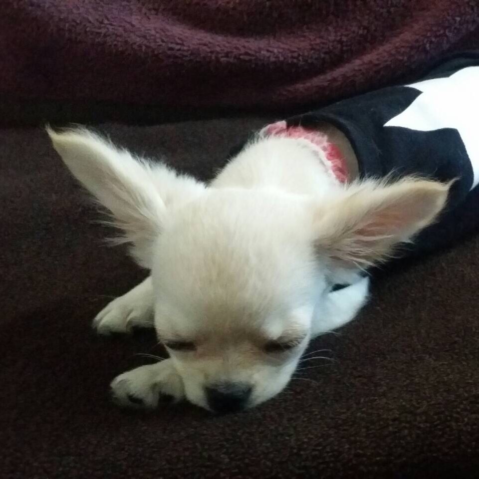 じんのうち