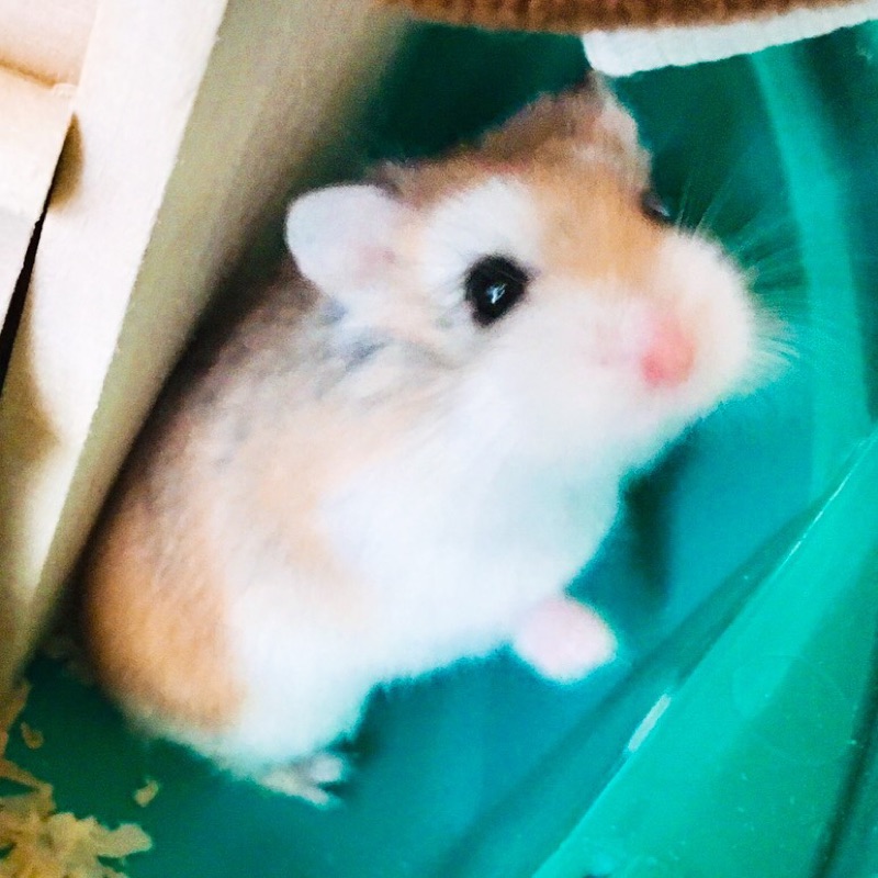 彩音