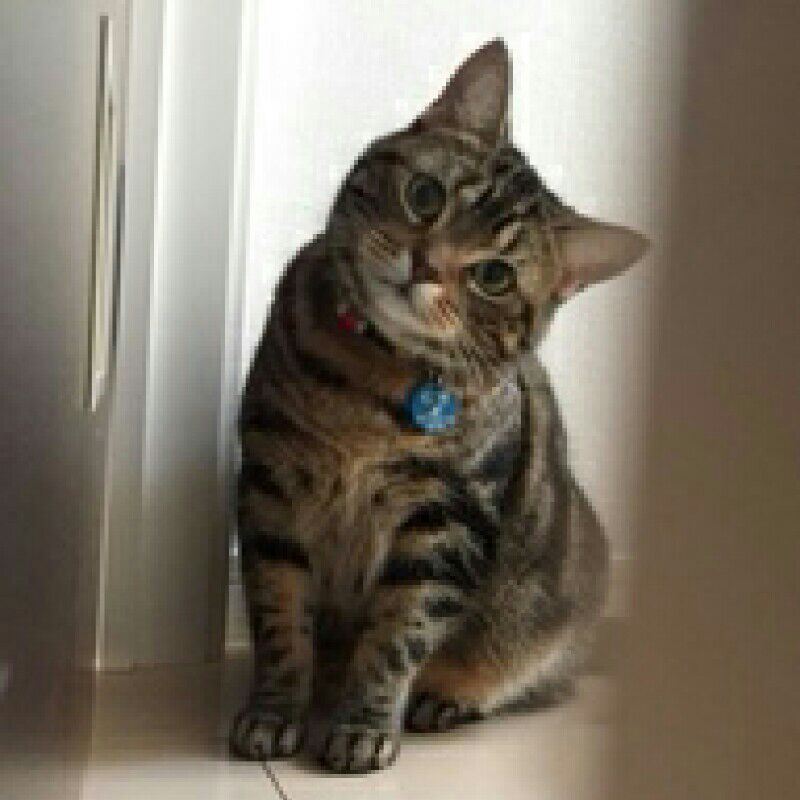 むぎねこ