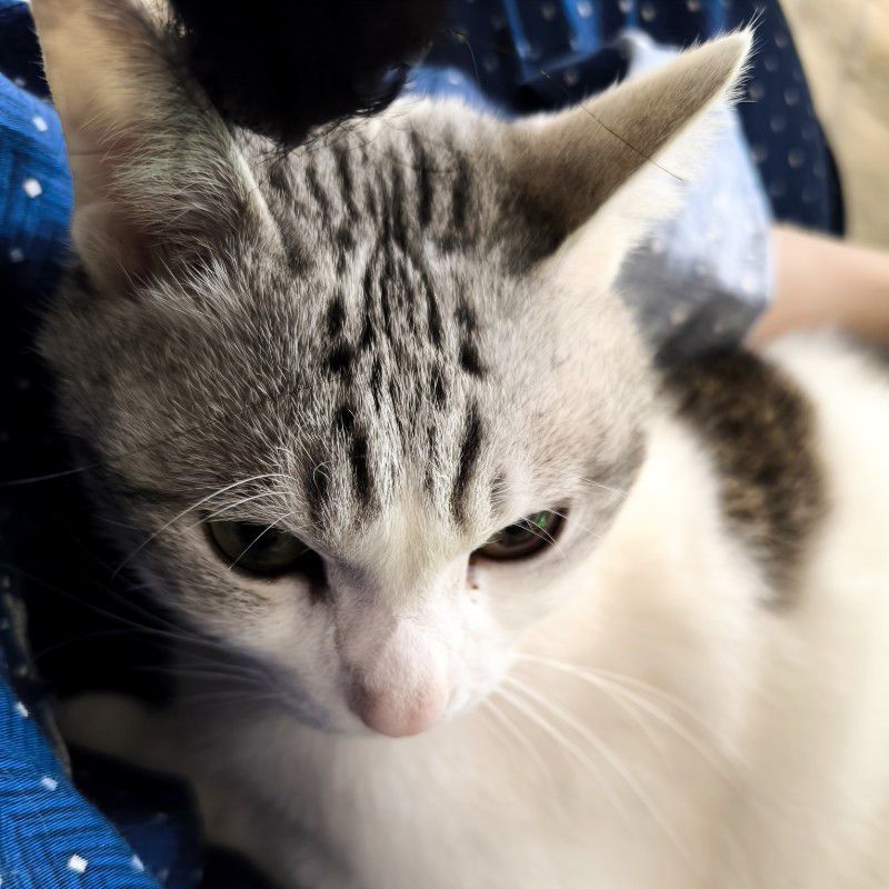 しおり
