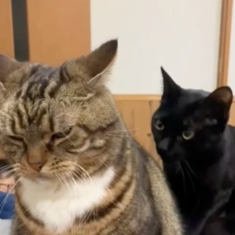 ノブ
