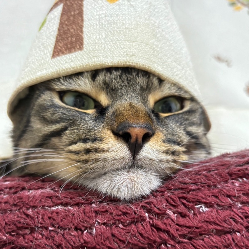 悠依葉