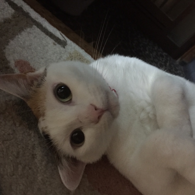 山田みほ
