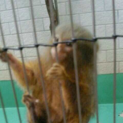 中西球紀