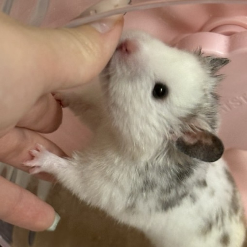 はむしゅ🐹
