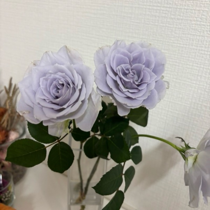 由美江