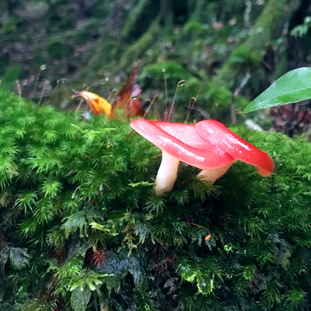 禧久さおり