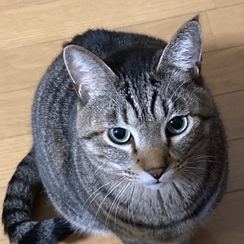 きゅう