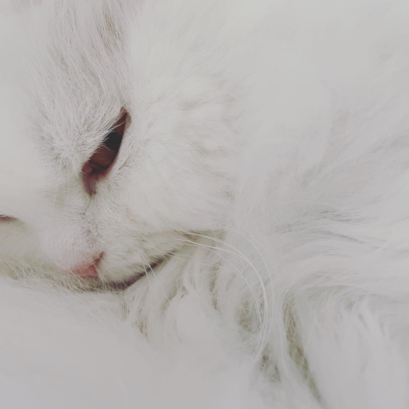 まいこ