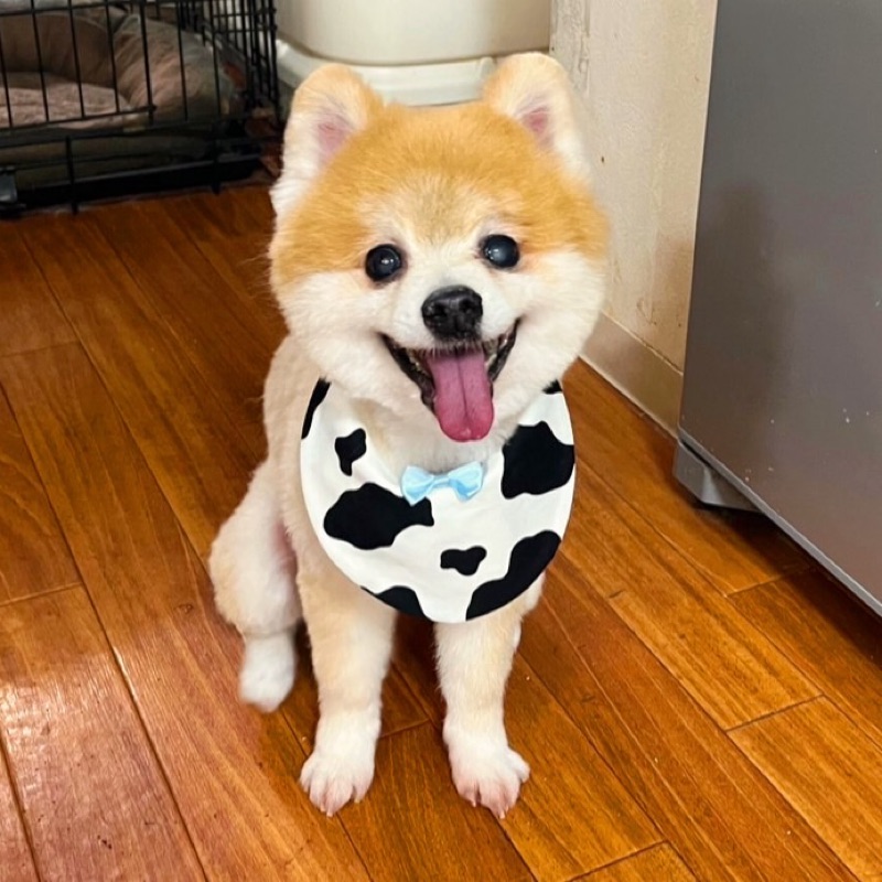 あおい