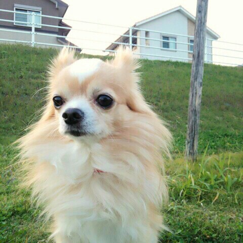 くうちゃん