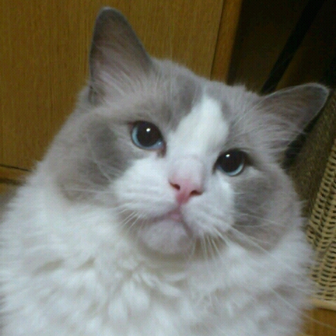 正脇可奈子