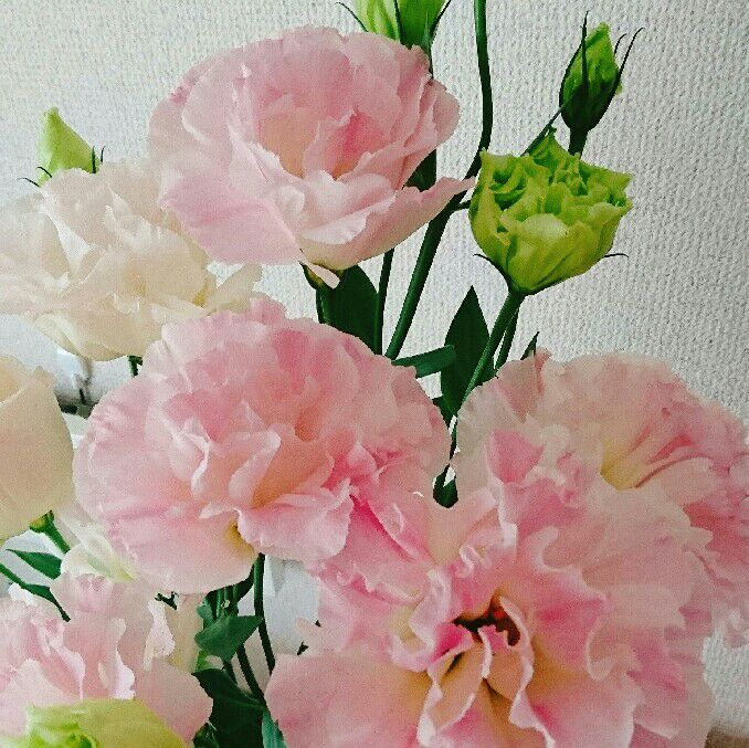 ミカ