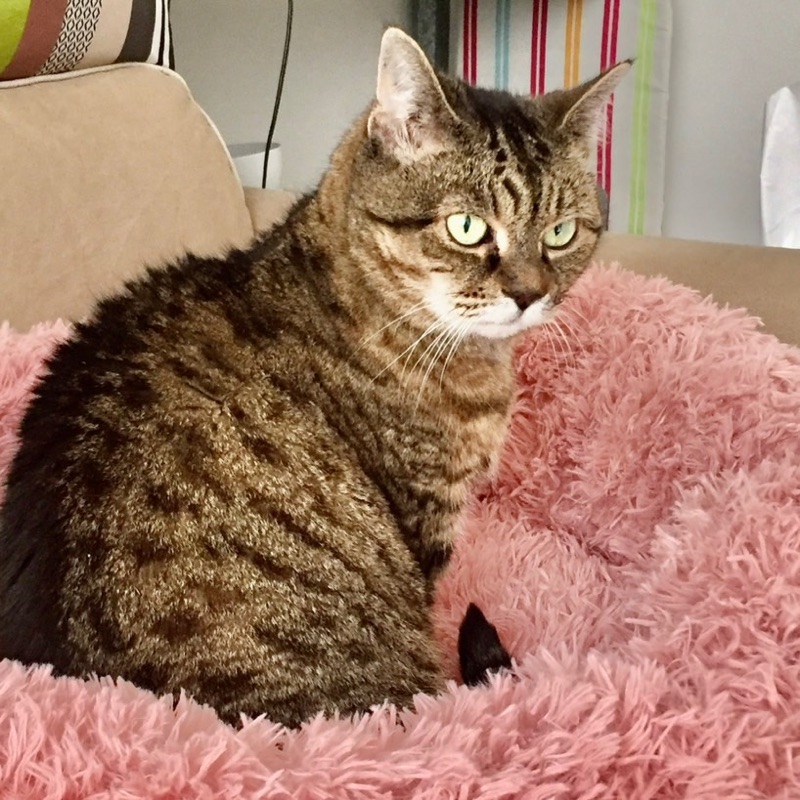 ここちゃん