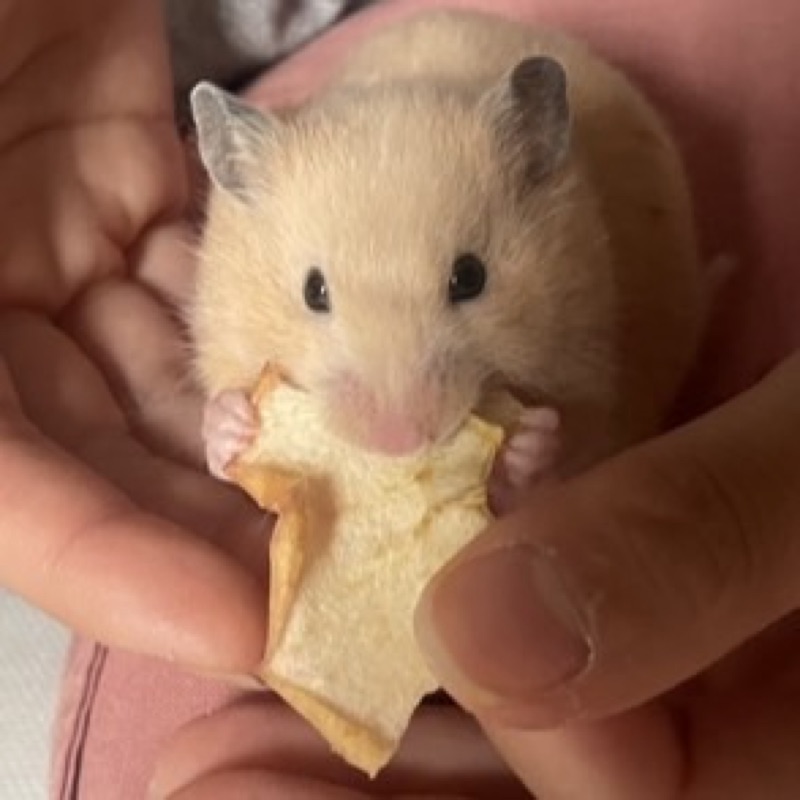 ノ ヒョンジン