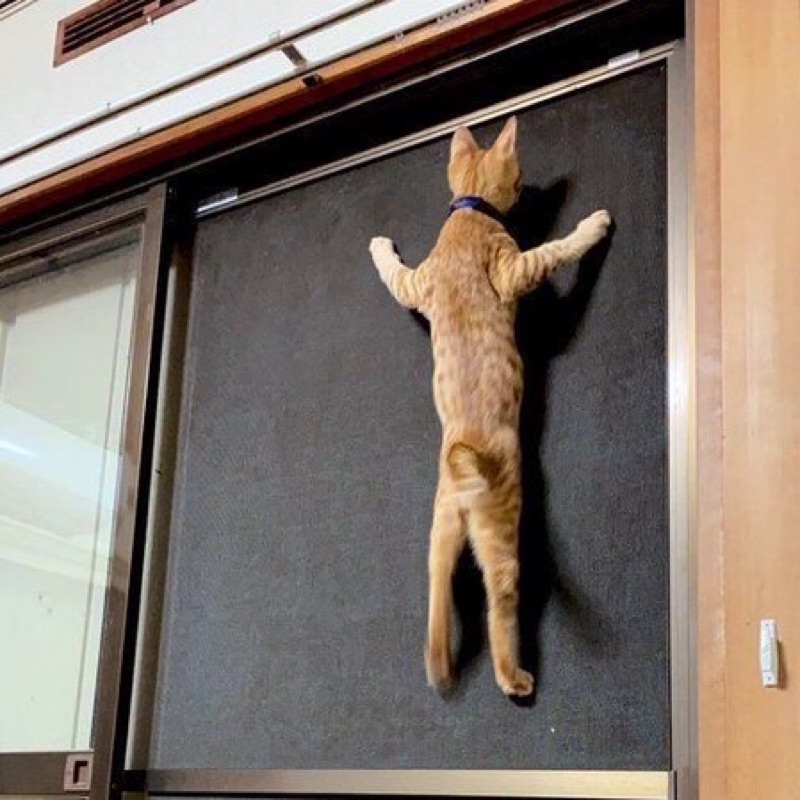 おおしま