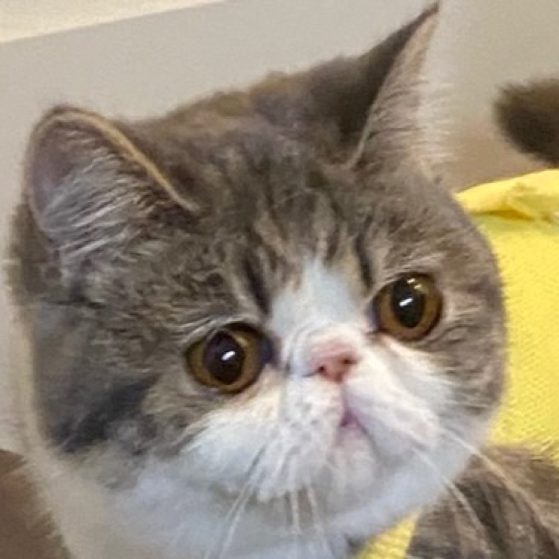 おもち