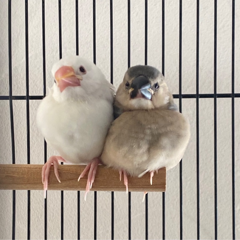 近藤弥生