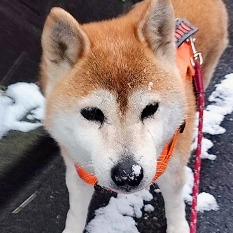 いさみ