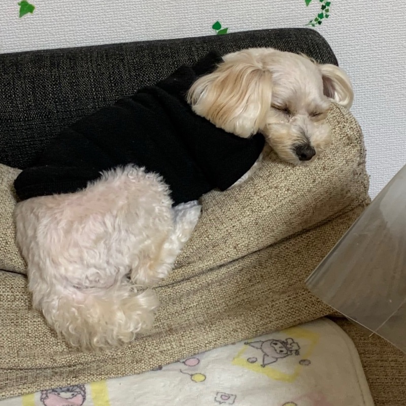 聖菜