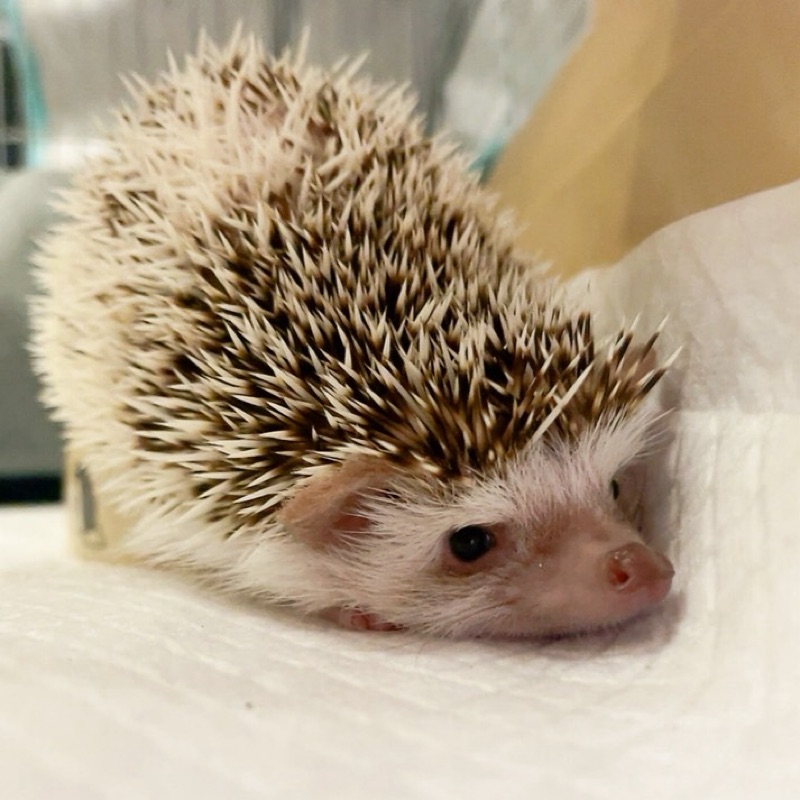 a.