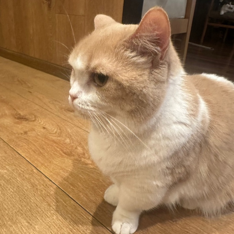ななこ