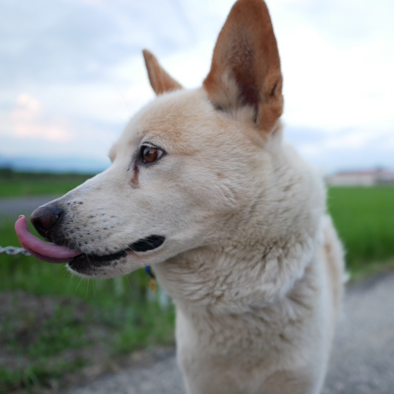 tomo