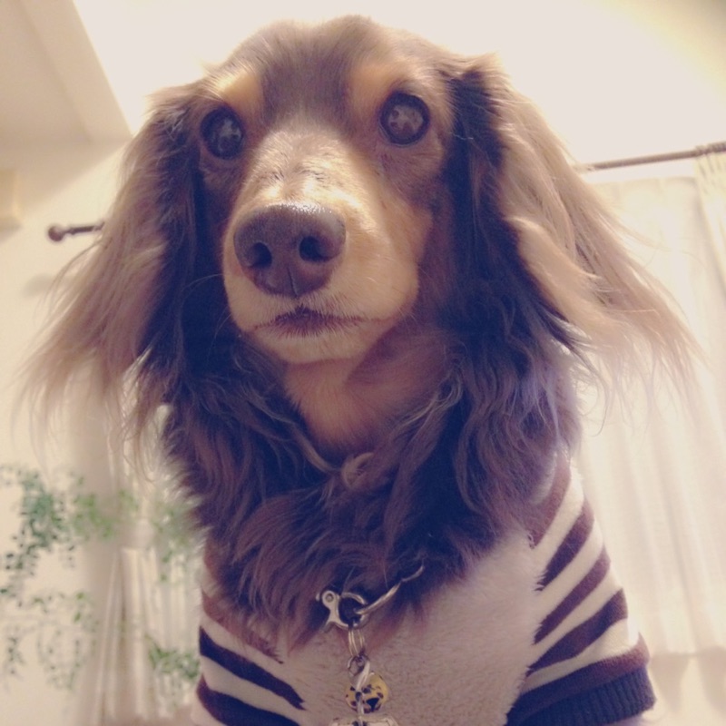 矢坂真由美