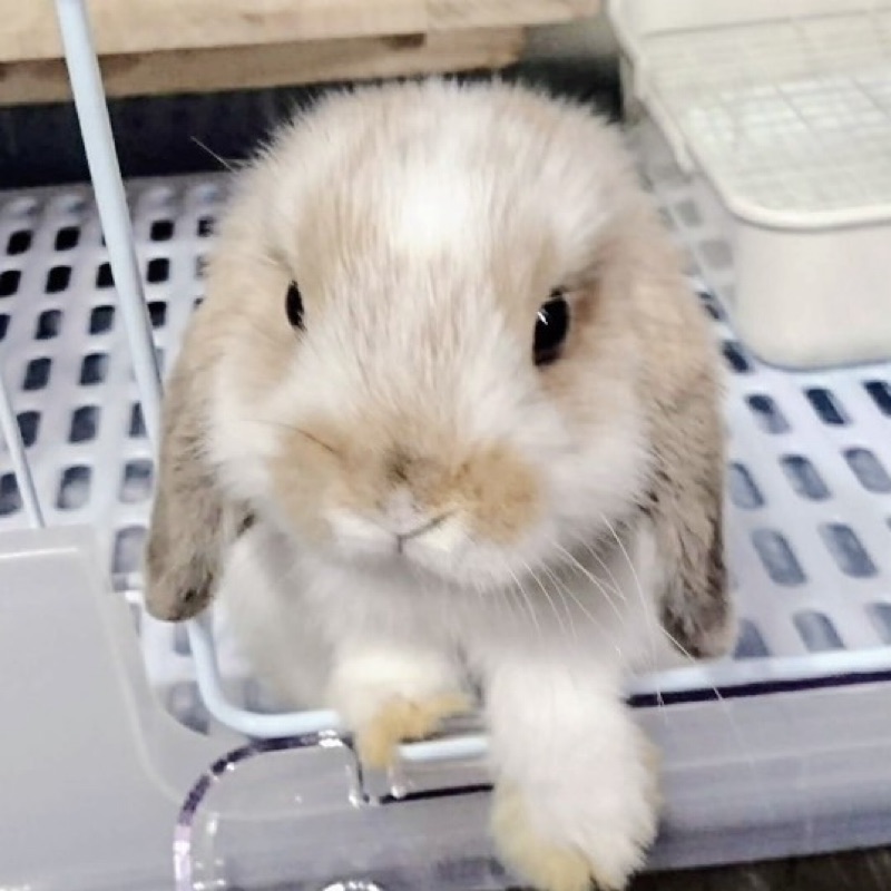 れいら