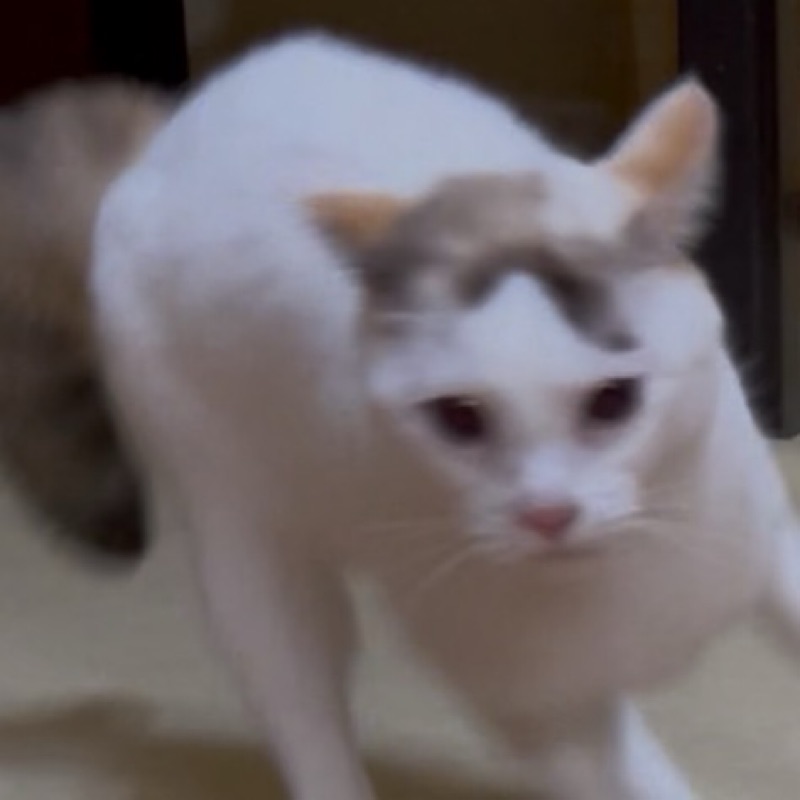 め