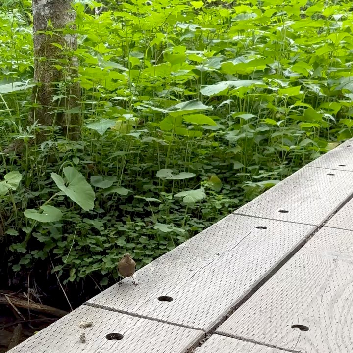 tomo
