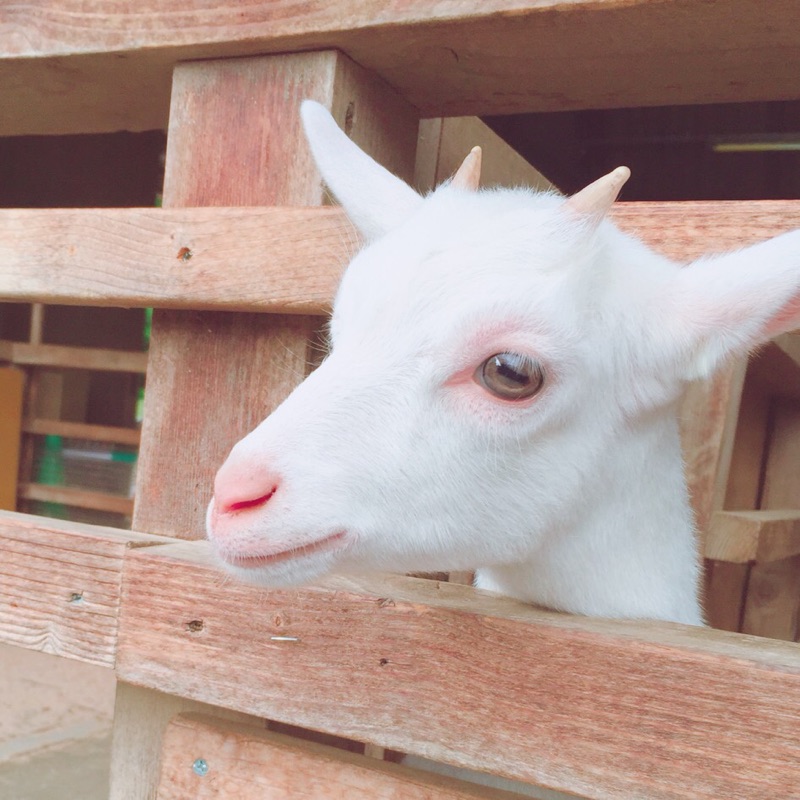 ゆきみ