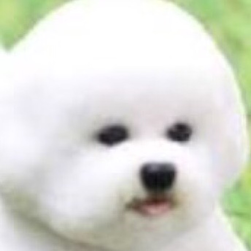 橋本