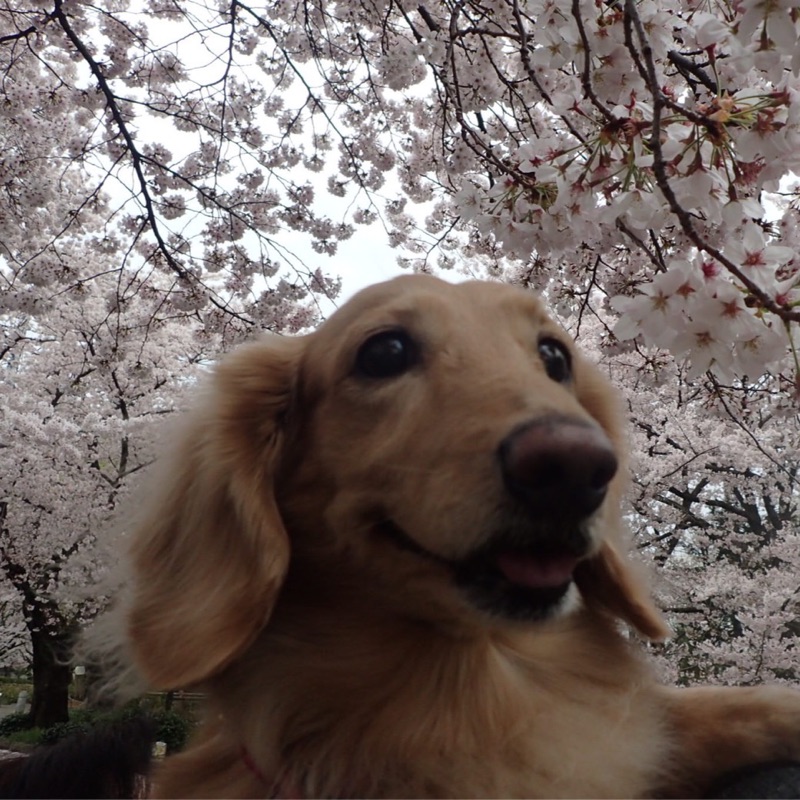 みみちゃん