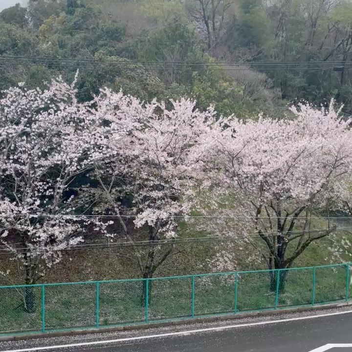 江口　季花