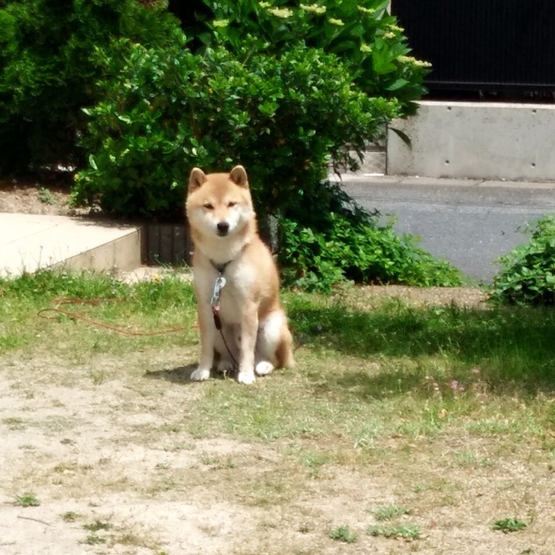 あおい