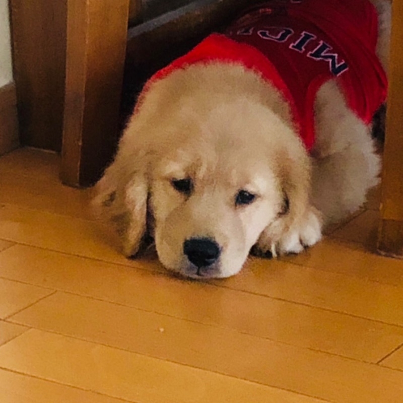 yuki
