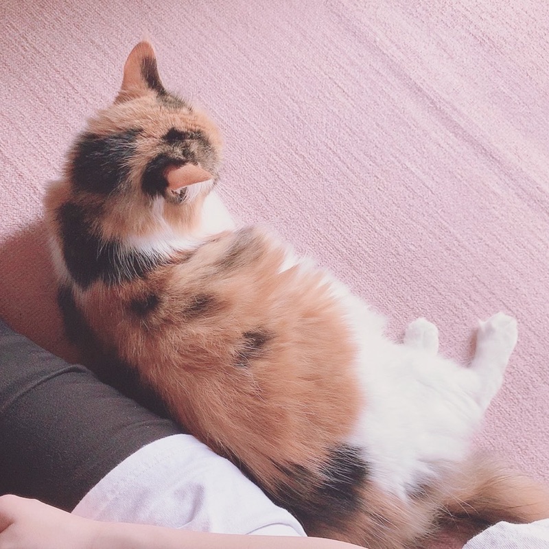 おはぎ