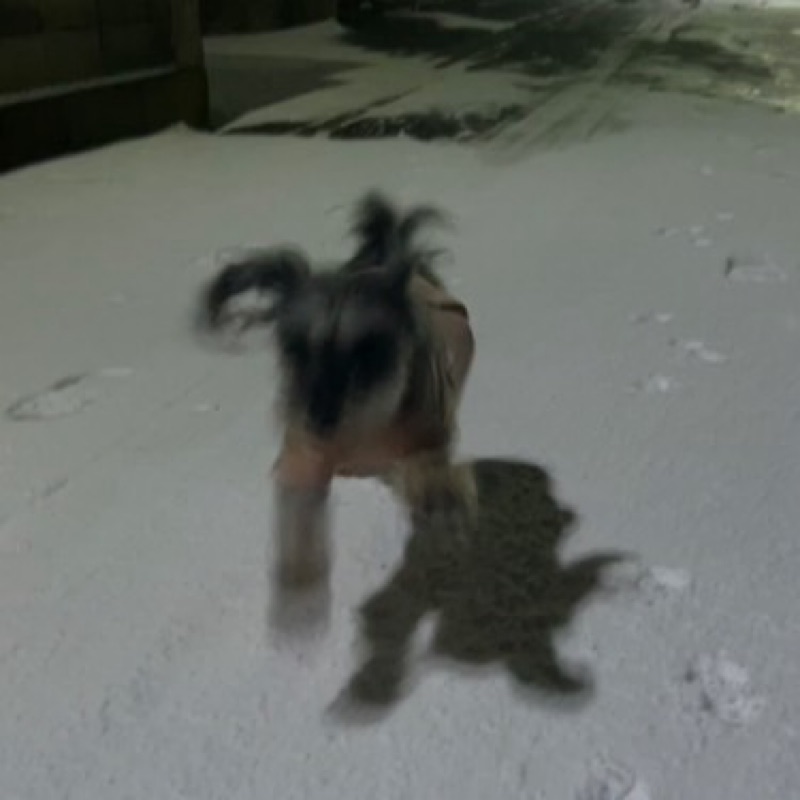 ひな