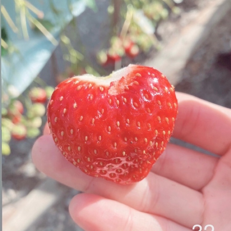 藤本 紗矢