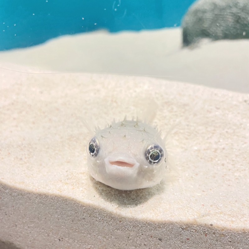 富樫聖子