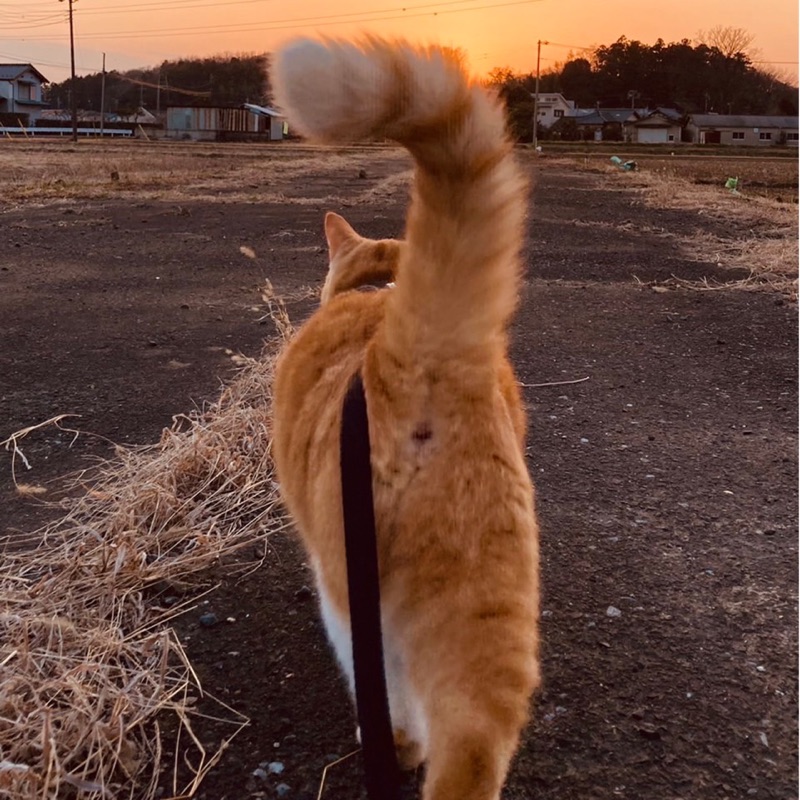 ブロリー
