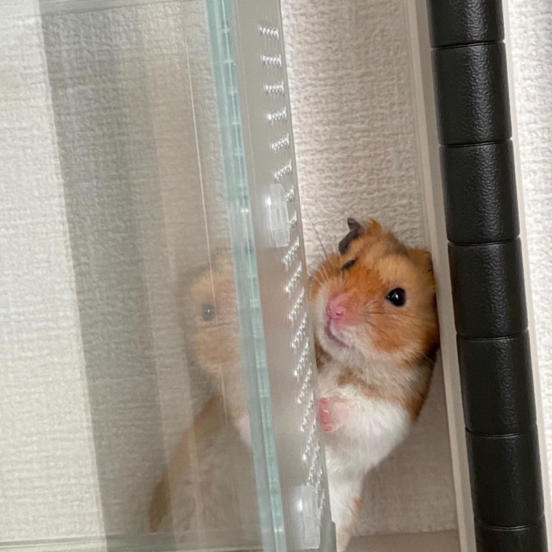 井本あゆみ